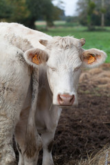 calf close up eyes closed