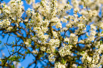 blossom tree