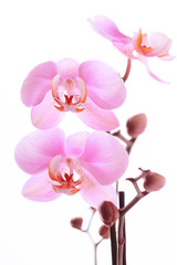 Fototapeta na wymiar Orchid pink flowers