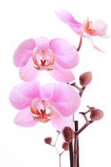 Fototapeta premium Orchidea różowe kwiaty