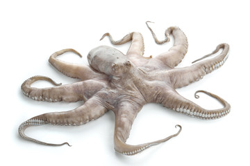 POLPO CRUDO FONDO BIANCO