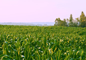 Pink sunrise over corn field