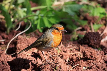 Robin