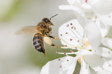 close view of flying bee pollinating a flower