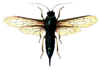 Insect Sirex juvencus (steely-blue wood wasp).