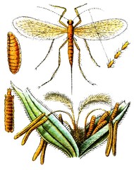 Insect Sitodiplosis mosellana.