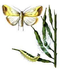 Insect pest Evergestis extimalis.