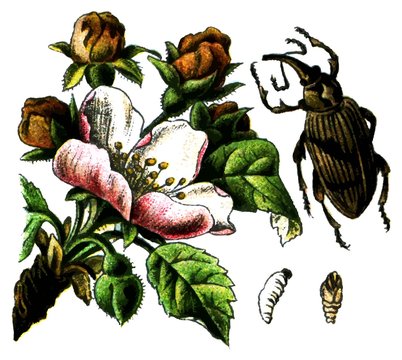 Insect Anthonomus pomorum (apple blossom weevil).