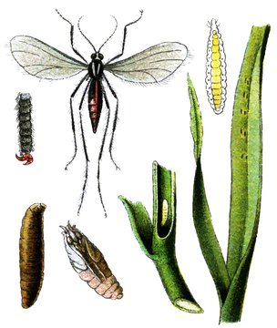 Insect Pest Hessian Fly (Mayetiola Destructor).