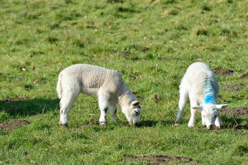 Obraz na płótnie Canvas Pair of Lambs in Field