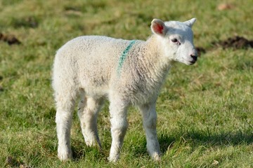 Obraz na płótnie Canvas Single lamb in Field