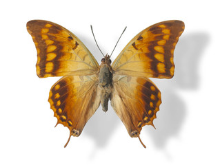 Butterfly isolated on white.