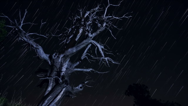 Night timelapse trail of tree with stars