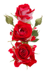 Fototapeta premium Red rose flower bouquet isolated on white background cutout