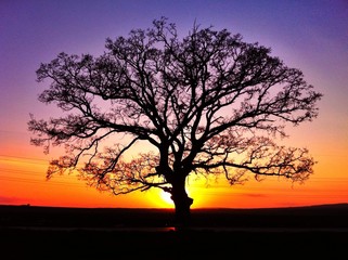 Fototapeta na wymiar Big tree silhouette, sunset