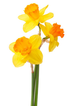 Daffodil flower or narcissus  bouquet  isolated on white backgro