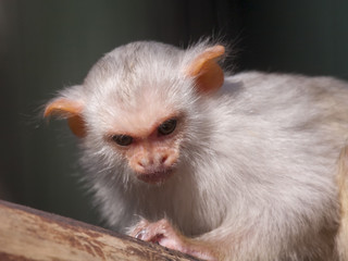 Silvery marmoset (Mico argentatus or Callithrix argentata)