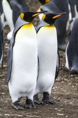 Poster King Penguin - Couple Dreaming The Future © adfoto