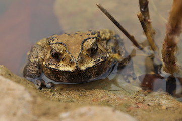 Toad