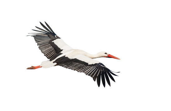 Wei&szlig;storch freigestellt (Ciconia ciconia)