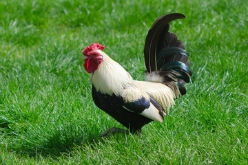 Beautiful rooster flaunting on the meadow