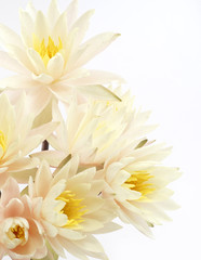 Fototapeta na wymiar Bouquet of fresh water lilies over white background