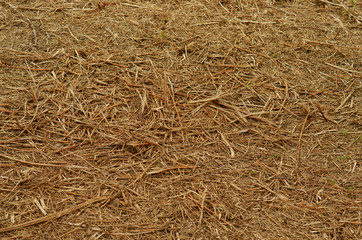 Wood background