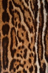 pelliccia di giaguaro