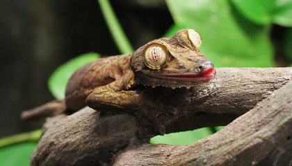 Leaf Gecko on a Branch