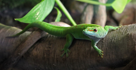 A green Gecko, perched on a branch - obrazy, fototapety, plakaty