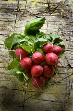 Raphanus sativus Radish Ravanello R&aacute;bano Radise