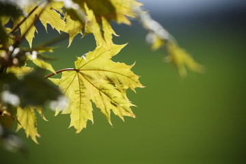 junge Spitzahornblätter / Frühjahr / Acer platanoides