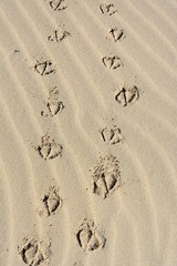Footprints