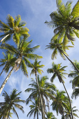Fototapeta na wymiar Palmy kokosowe Stały w Blue Sky
