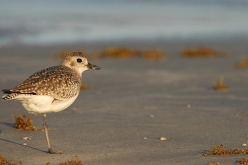 Texas Gulf Coast Birding
