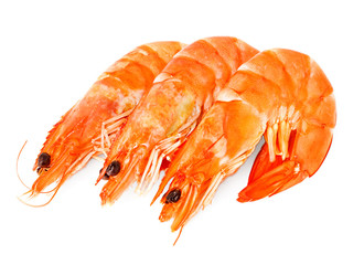 fresh shrimps isolated