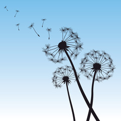 vector illustration dandelion blue sky
