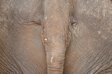 Fototapeta premium Elephant's Tail