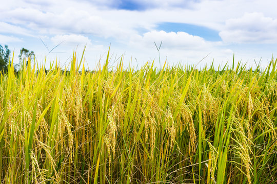 Golden rice filed with blue sky