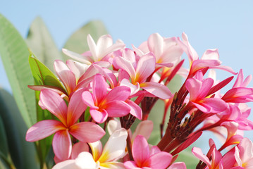 close-up pink frangipani flowers with blue sky background