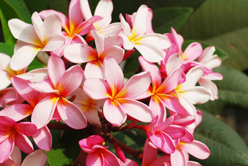 Pink frangipani flowers with green leaves background