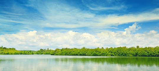 Naklejka premium Equatorial mangroves