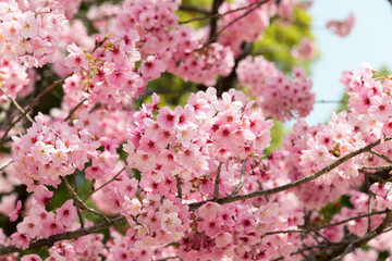 Ccherry Blossoms, Ueno park, Tokyo, Japan.