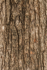 bark of tree texture