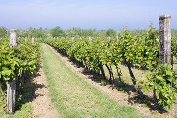 Fototapeta na wymiar Vineyards In Summer.