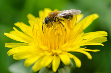 Abeille sur un pissenlit