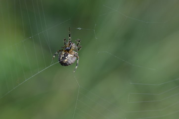 Epeire diadème (Araneus diadematus)