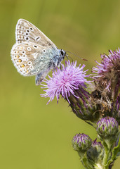 common blue, Butterfly