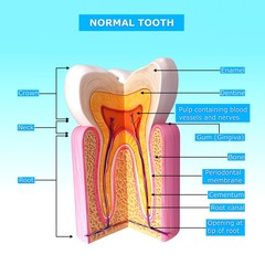 3D Illustration of teeth anatomy with names