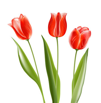 Collection of red glossy tulips. Vector illustration/EPS 10